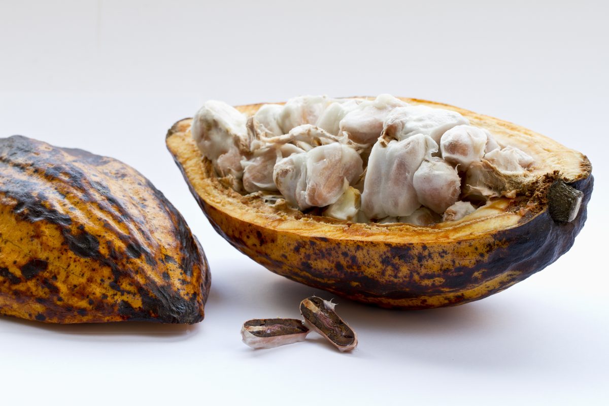 Open cocoa pod showing the beans surrounded by pulp