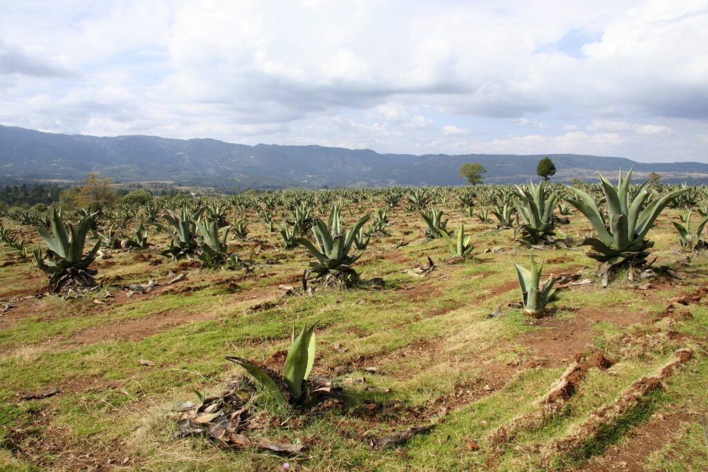 Sirop d&rsquo;agave : plus sain que le sucre ? La composition chiffrée