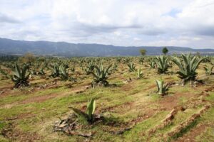 Champ d'agaves, plante dont on tire le sirop d'agave