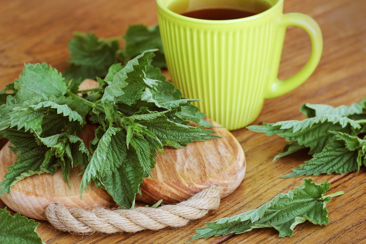 Fresh nettle leaves on a wooden board and a cup of herbal tea