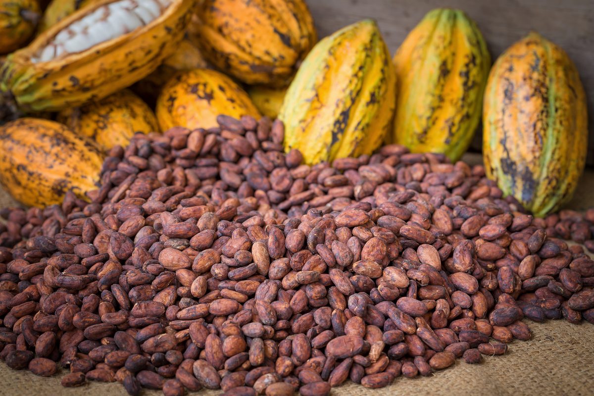 Dried cocoa beans in front of ripe cocoa pods