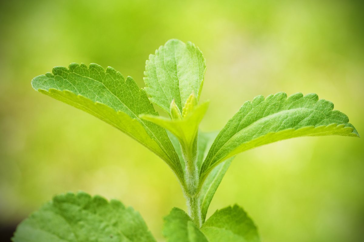 Close-up of a young stevia shoot