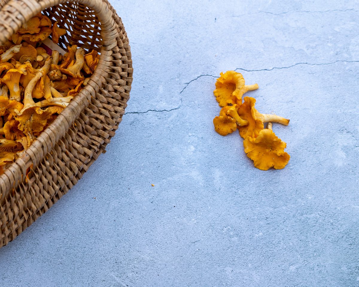 Basket of freshly picked chanterelles on a blue background