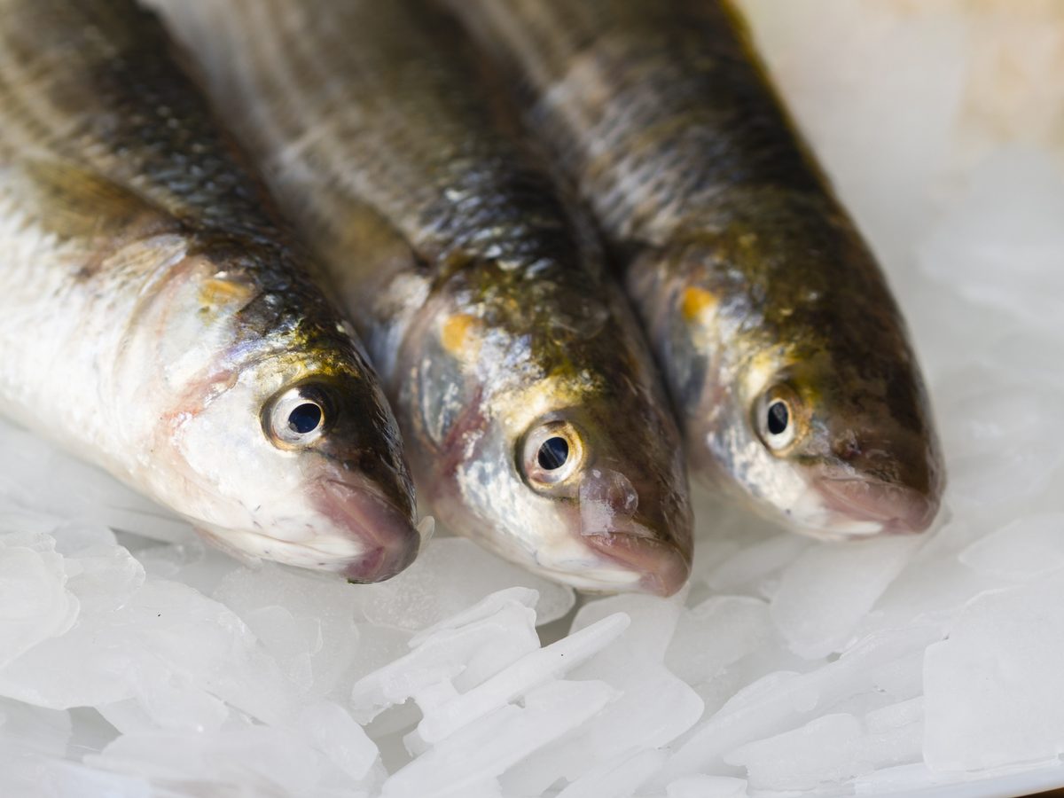 Poissons entiers frais posés sur de la glace