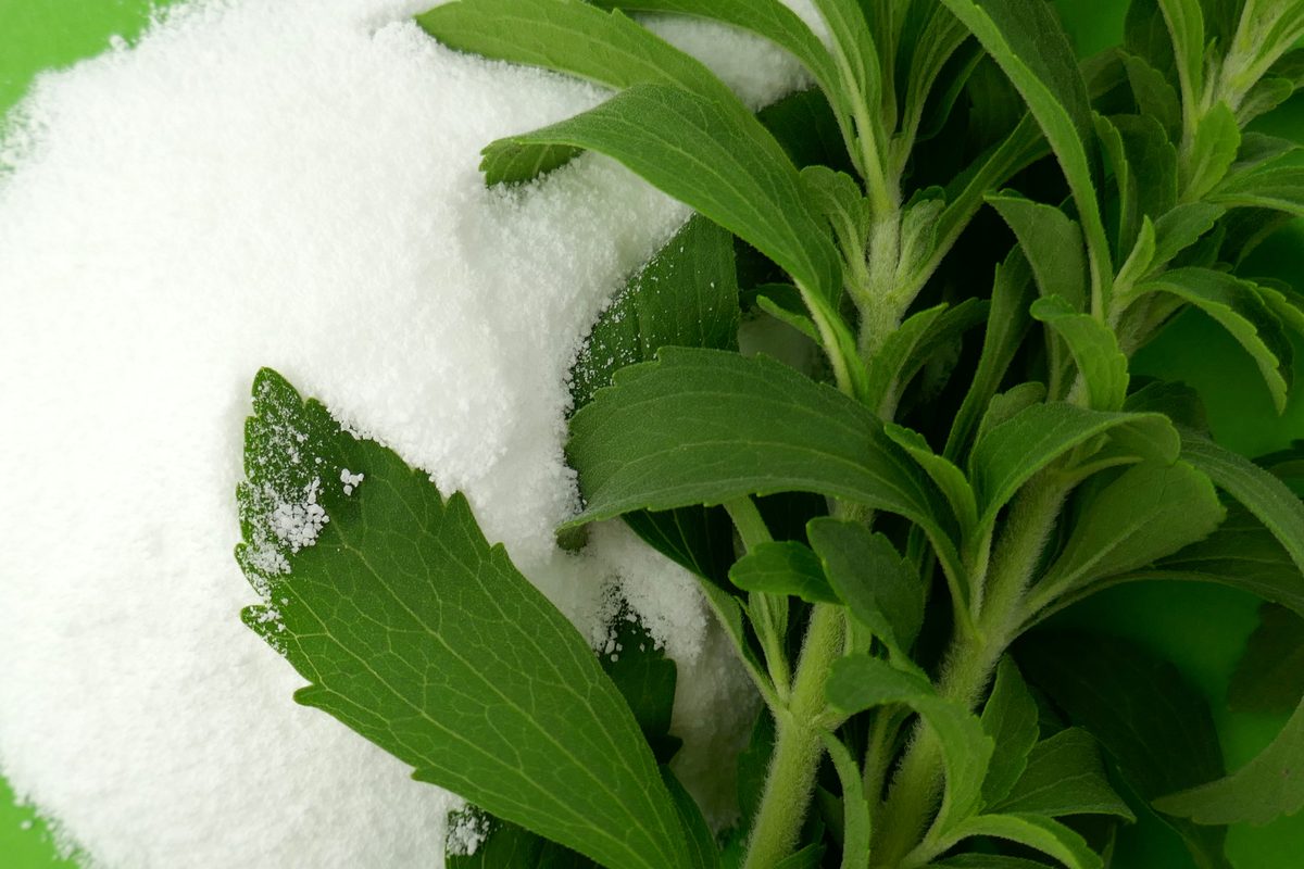 Stevia sprigs resting on white sweetener powder