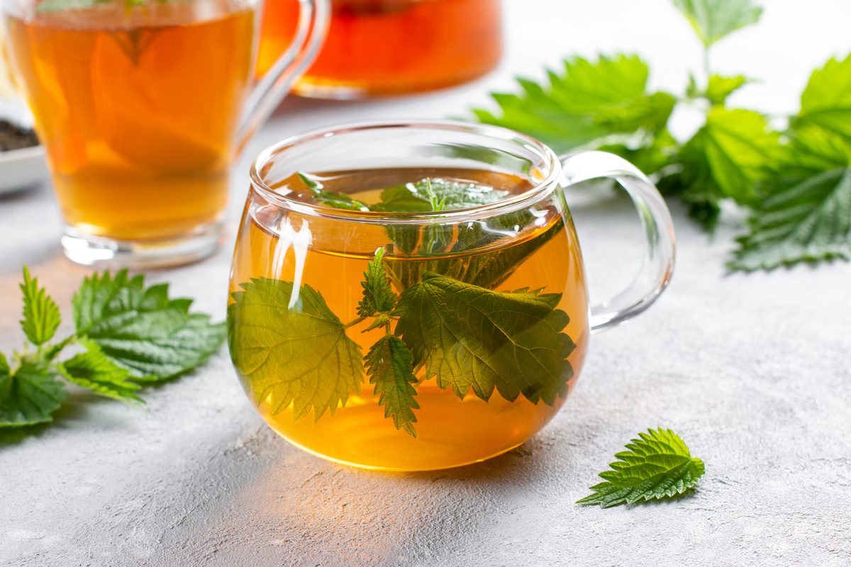 Nettle tea in glass cups with fresh leaves